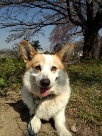 また、桜の木の下で