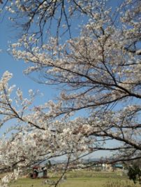 また、桜の木の下で