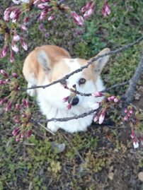 今年の桜の木の下で