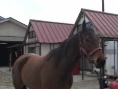 川崎競馬(予想)