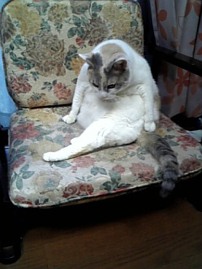 猫写真