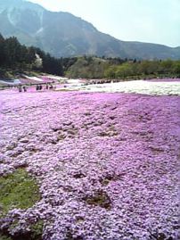 芝桜