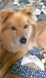 目覚まし犬