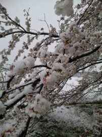 今年の桜の木の下で