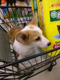 特権を行使