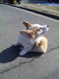 春めいて来ましたね