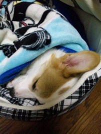 Don't リュウタが子犬の物語