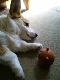 リュウタの放射性物質被害