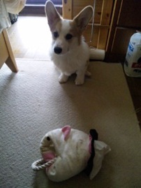 リュウタの放射性物質被害