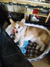 わんこもSOS!?