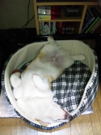 癒しと活力