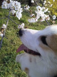 リュウタと桜の木の下で