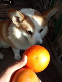 「遊べた」の限度額