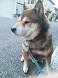 ▼o・ェ・o▼ブログだと?