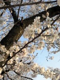 ゆん散歩「わんこの花見」