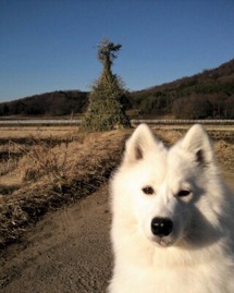 今年初のゆん散歩