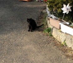 黒猫と聖闘士と魔女
