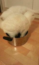 Catsと鍋