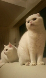 Catsとポンテ