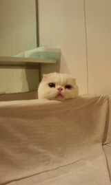 Catsと柏木