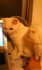 Catsと2027