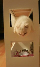 Catsとミラン