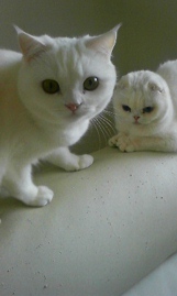 Catsとパチンコ