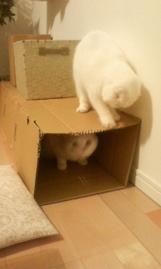Cats通信