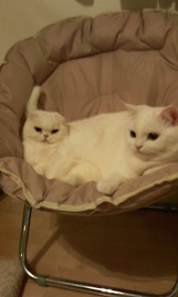 今日のCats