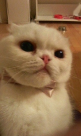 春のCats