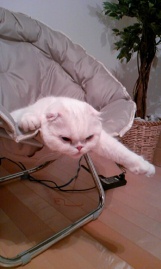 Cats通信