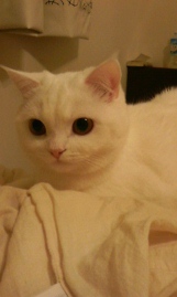 Catsの洗濯