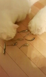 魚群とCats
