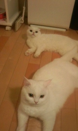 Catsと冷房