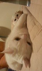 Cats通信