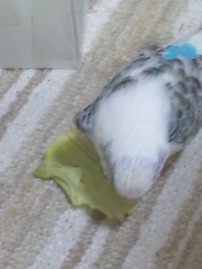 お返事です♪
