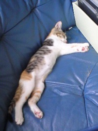 お盆舐めてた