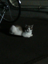 犬か猫か
