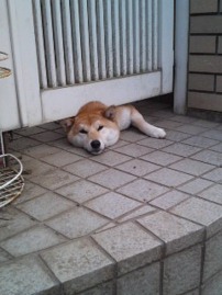 今日のホンワカ貼り